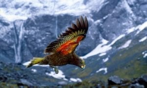 Kea-The Kiwi Mountain Parrot