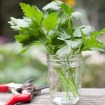 How to Grow Parsley – 5 Simple Tips