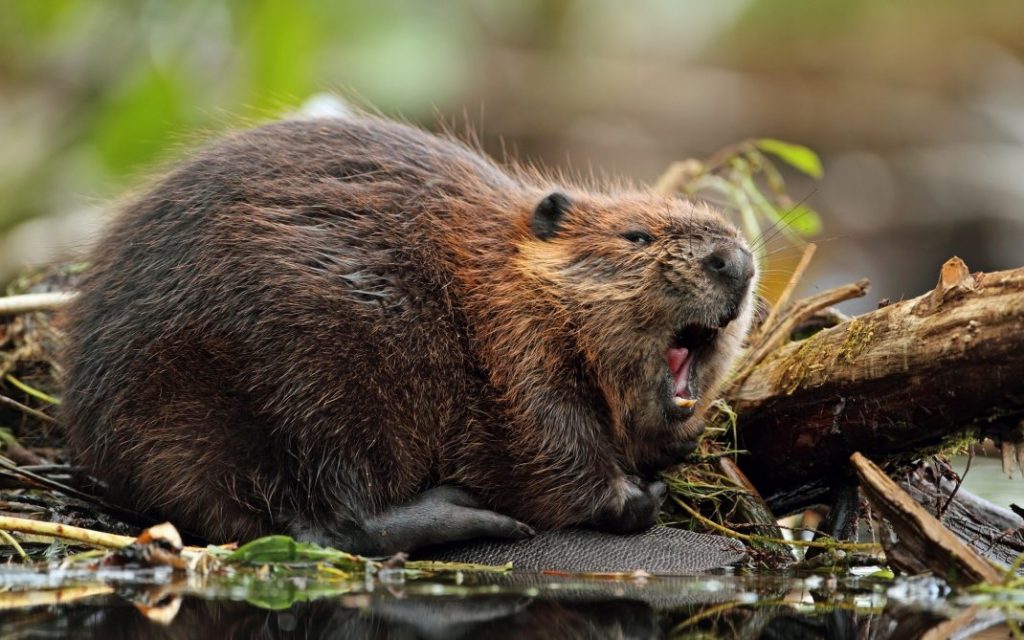 Beaver