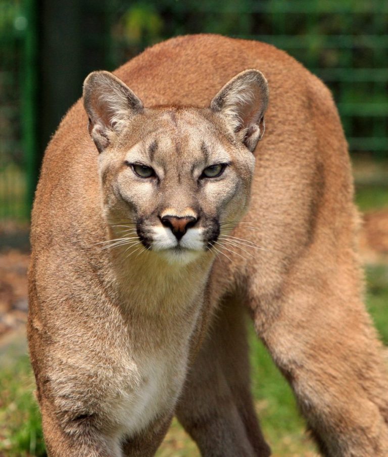 Fascinating Cat Puma
