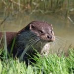 he Otter-Facts That Prove They're The World's Best Animal