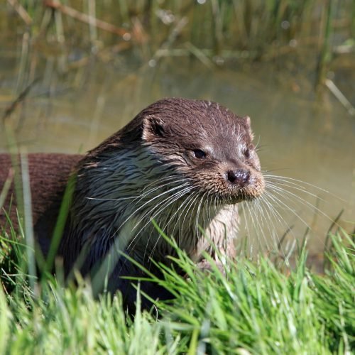 The Otter-Facts That Prove They’re The World’s Best Animal