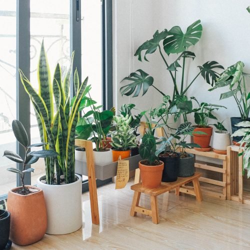 Best Indoor Plants – Good Inside Plants for Small Space