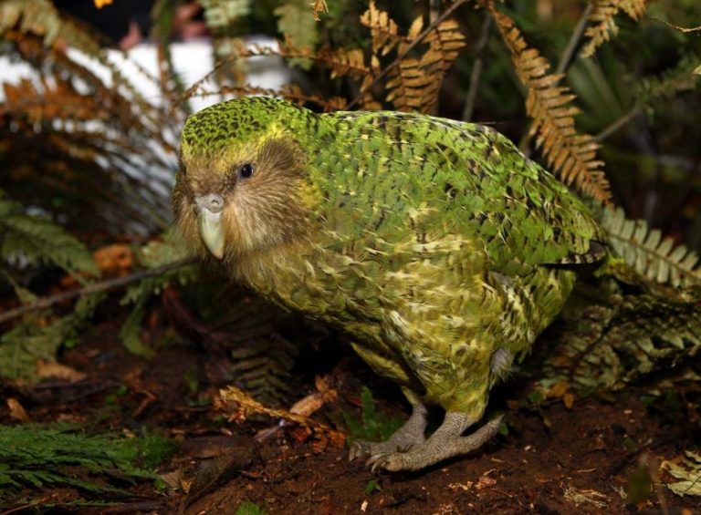An Amazing Kakapo: The critically endangered New Zealand parrot.