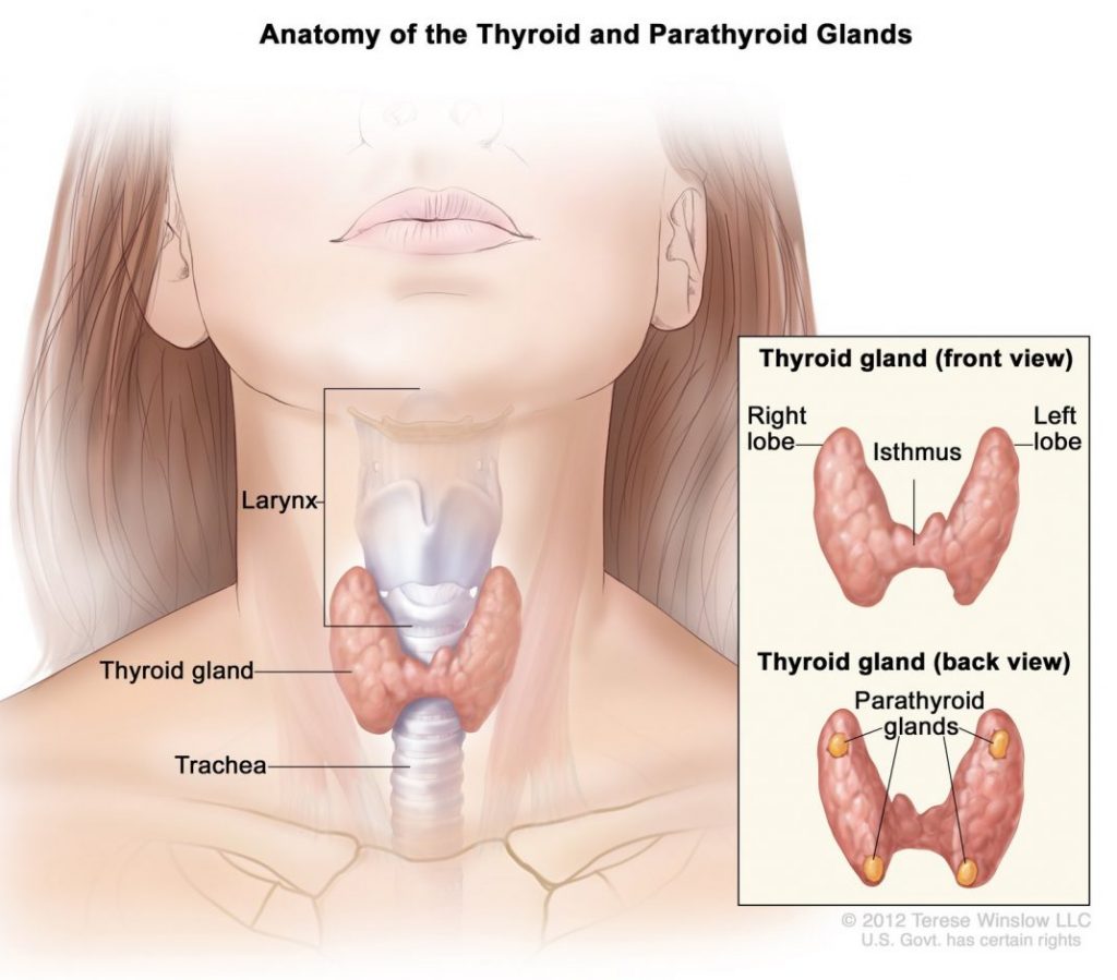 Thyroid illustration scaled