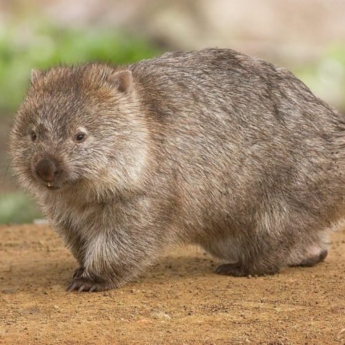 Wombat – Fact file about the Wombat