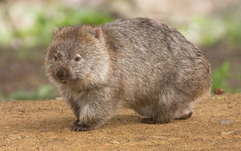 Wombat, Magazineup