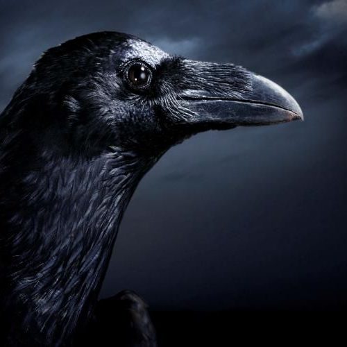 Bird Revens- Are crows and ravens the same bird ?