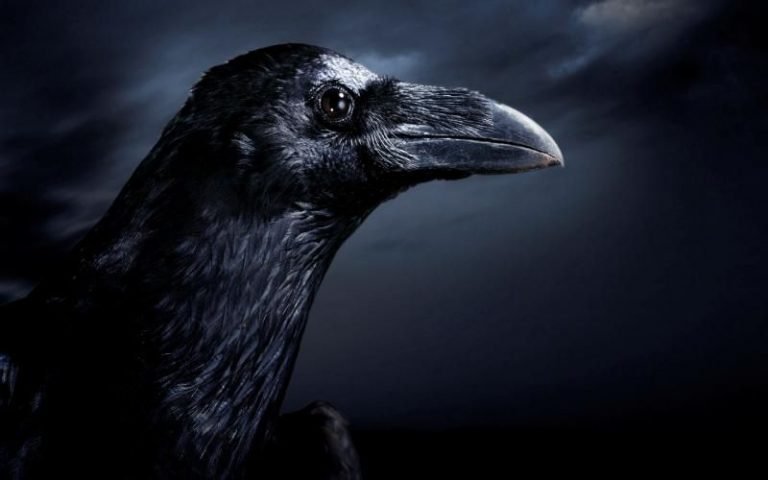 Are crows and ravens the same bird