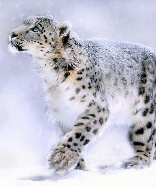 Snow Leopard: The predatory mountain cat