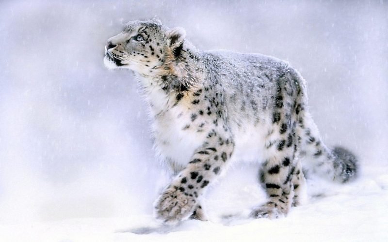 Snow Leopard: The predatory mountain cat, Magazineup