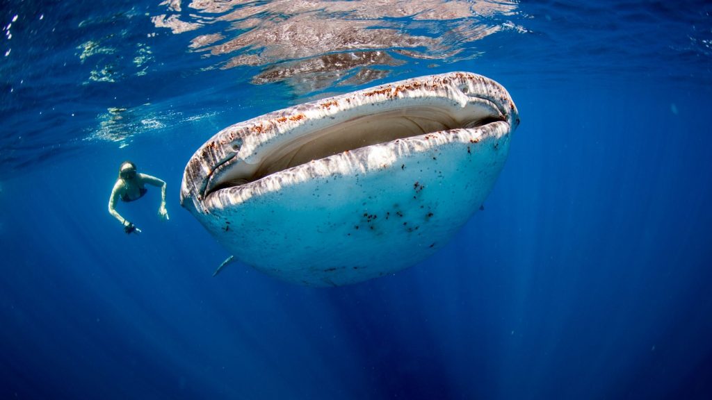 Beautiful Whale shark