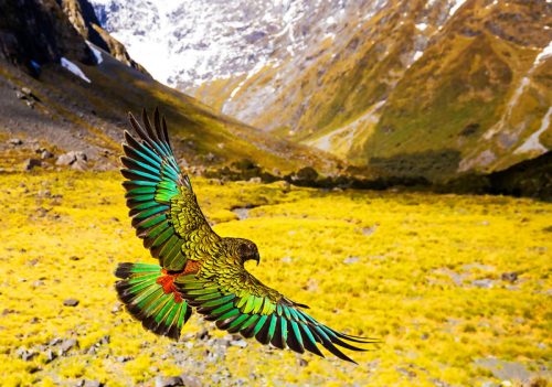 amazing kea e1589684326730