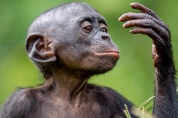How are monkeys and humans similar?