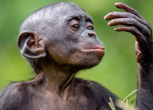 How are monkeys and humans similar?