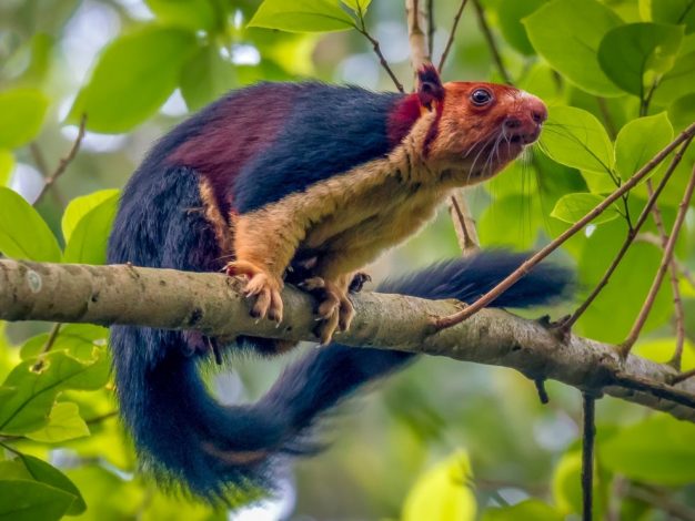 multicoloured squirrel