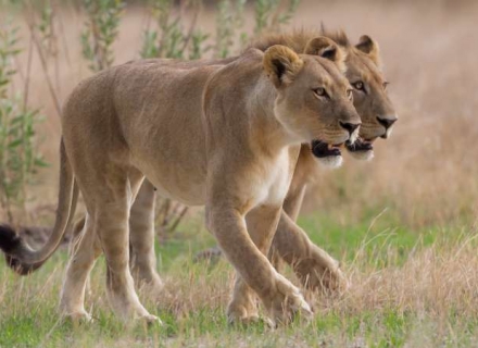 Lion Research Safari Kenya
