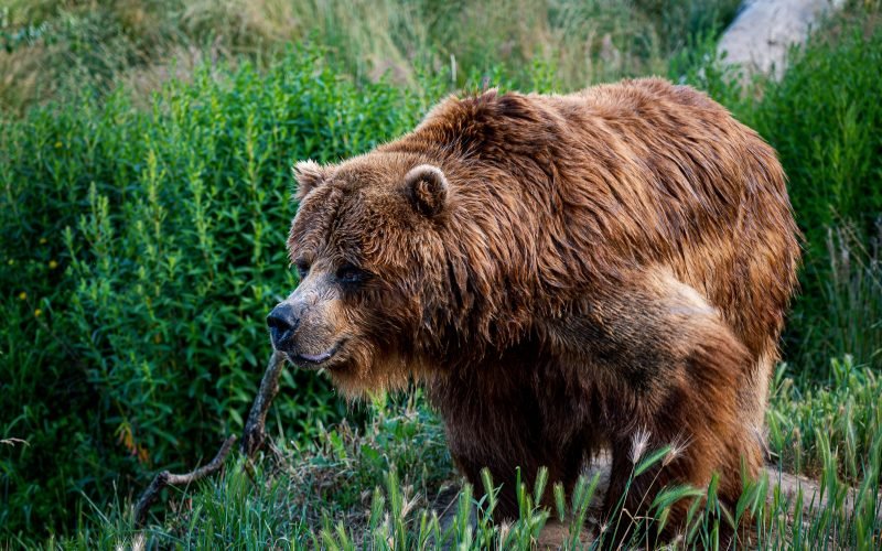 Grizzly Bear Facts |- Animal Fact Guide