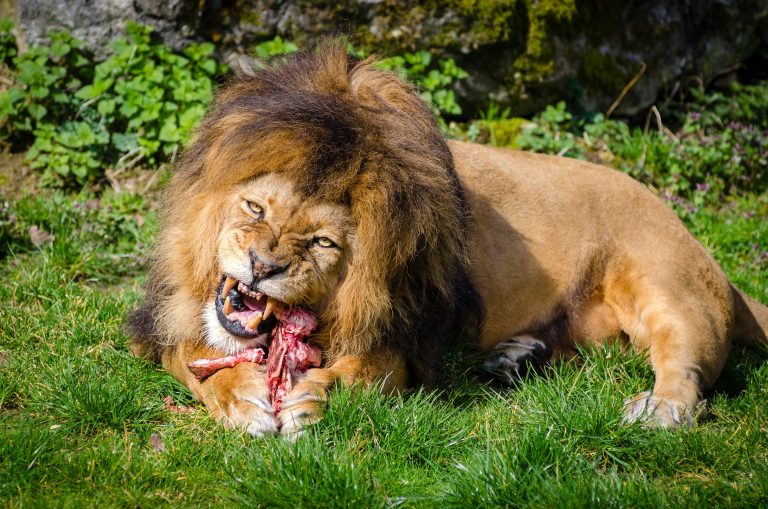 Lion Research