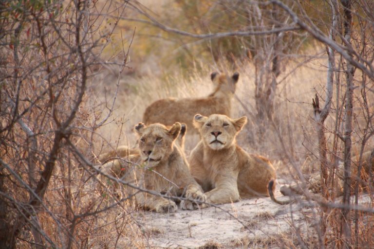 Lion Research