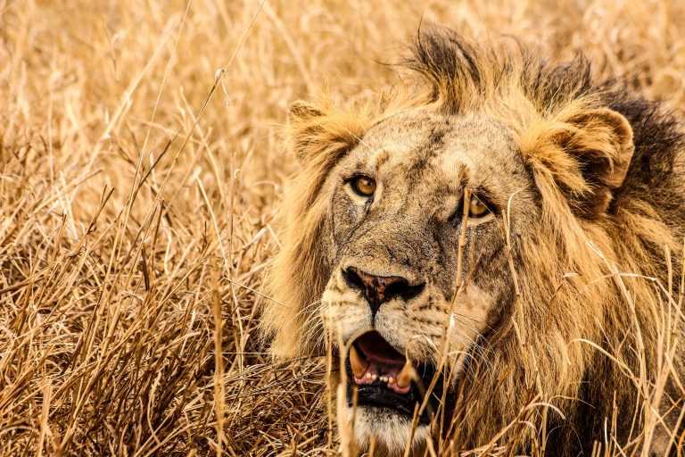 Lion Research