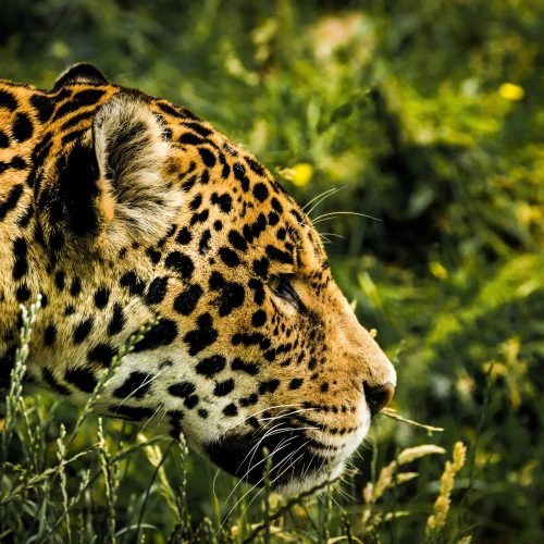 Jaguar guide: how to identify, where to see