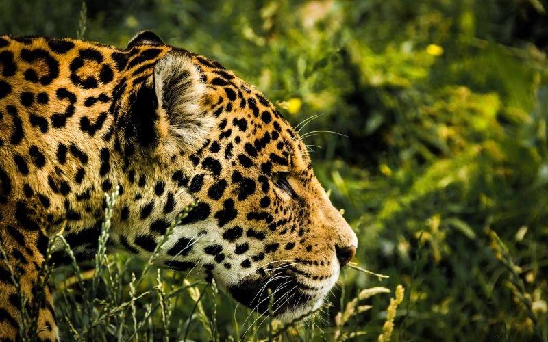Jaguar guide