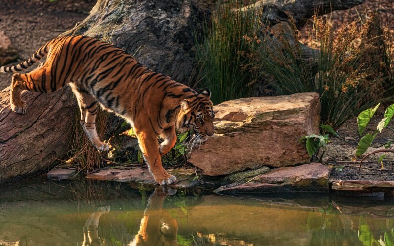 Bengal Tiger - Tiger Facts