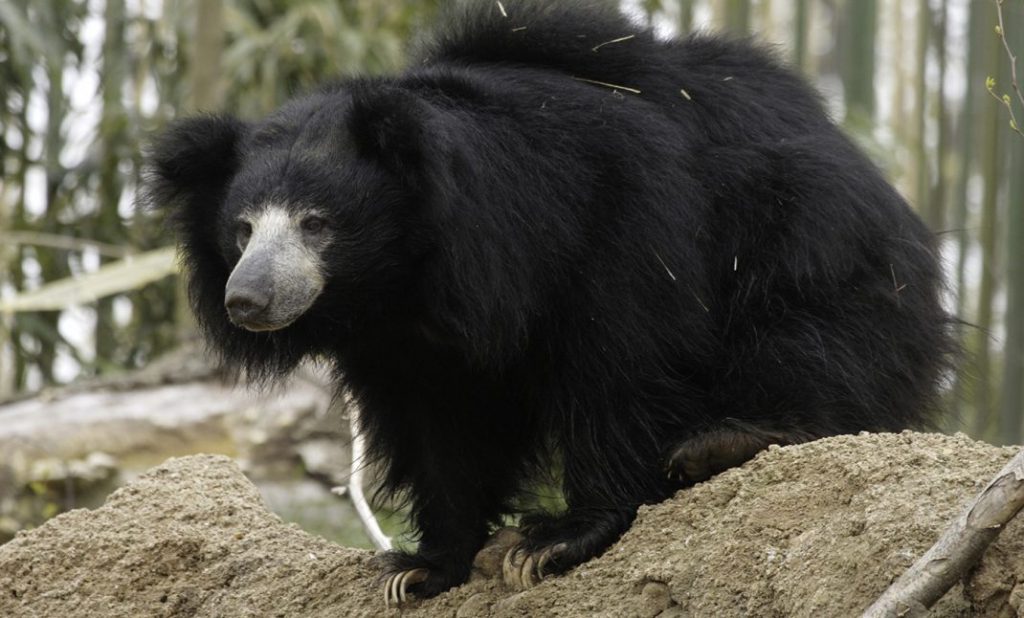slothbear 002 scaled