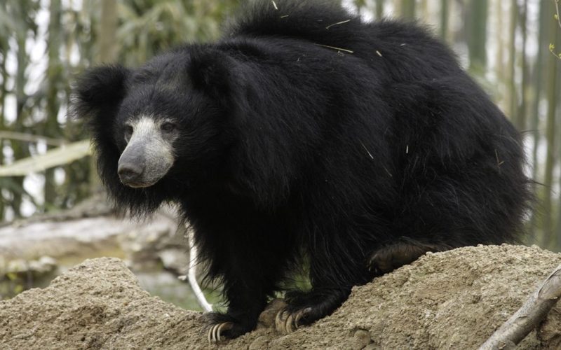 Indian Sloth Bear Facts, Magazineup