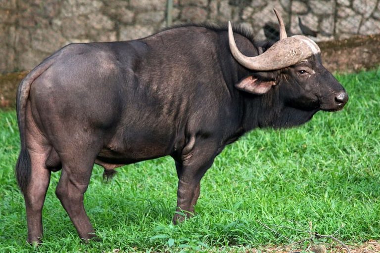 Gaur-The massive Asian Cattle
