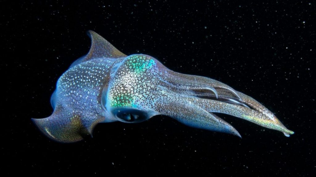 Cephalopod -CLASS OF MOLLUSKS