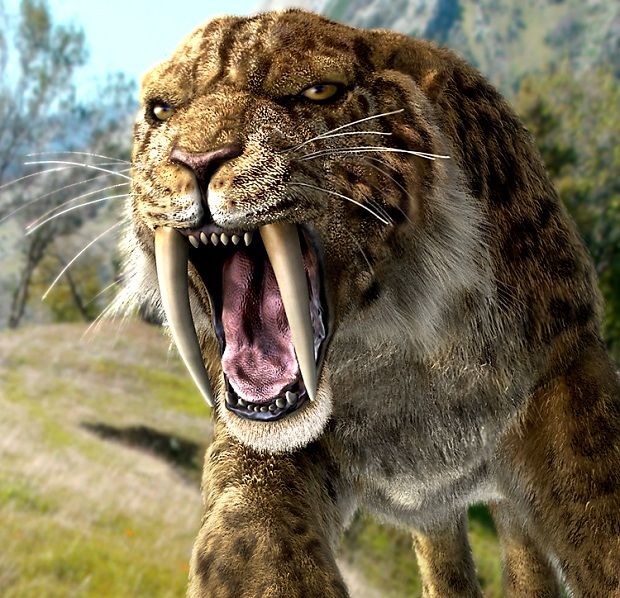 Sabre-toothed Tiger: The once dominant apex predator