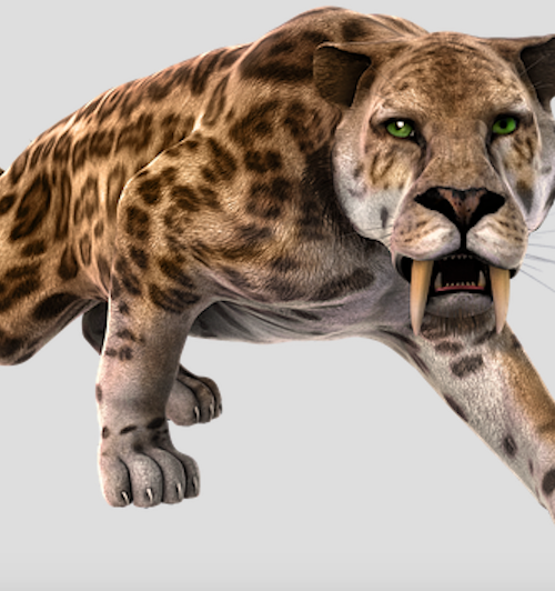 Sabre-toothed Tiger: The once dominant apex predator