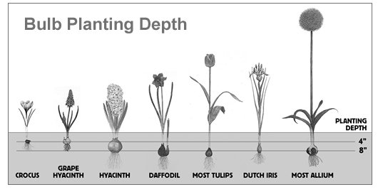 Plant Flower Bulbs For Beautiful Container Gardening