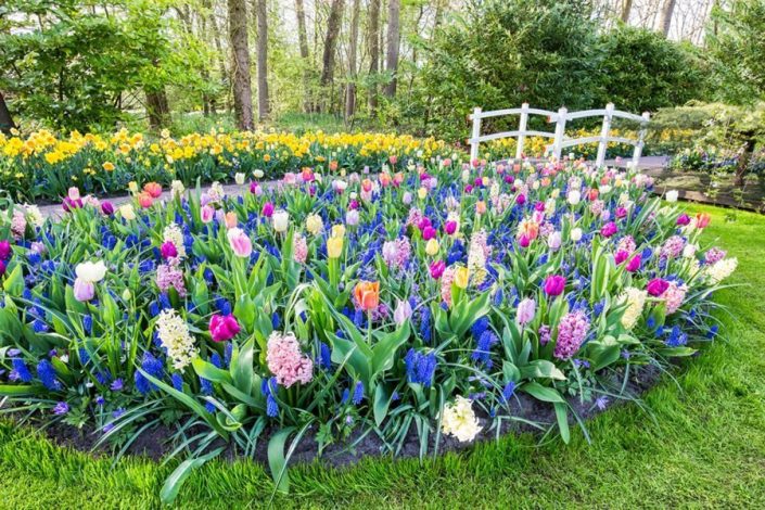 Plant Flower Bulbs For Beautiful Container Gardening