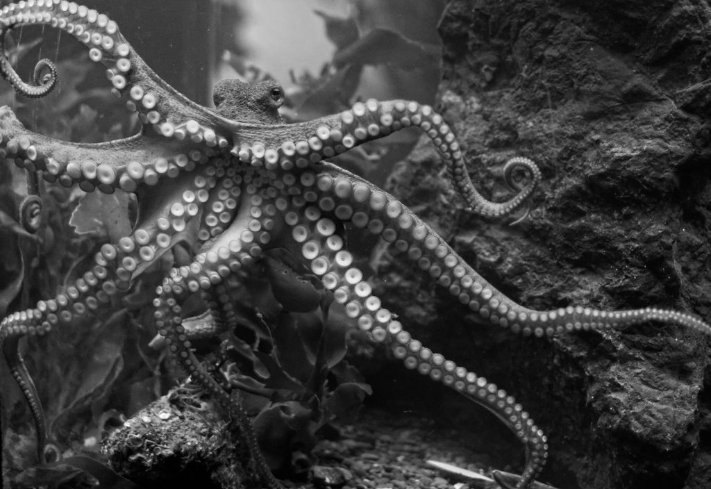 Octopus