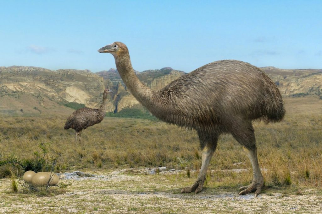 Moa-The unique, flightless bird