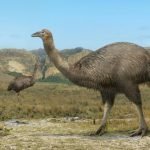 Moa-The unique, flightless bird