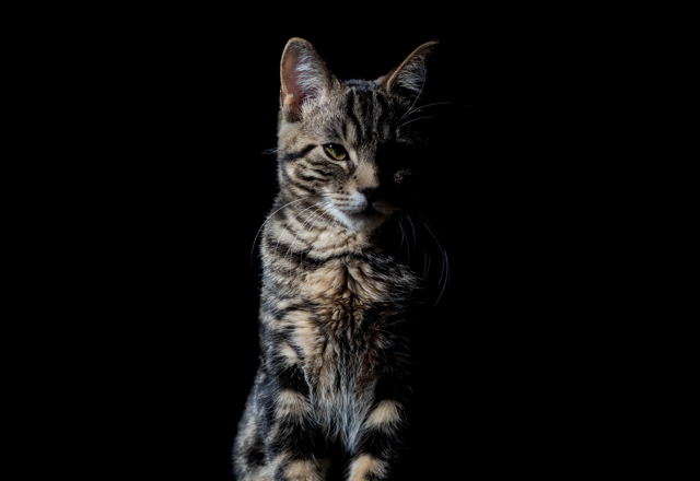 Common Meanings Of Cat Behavior