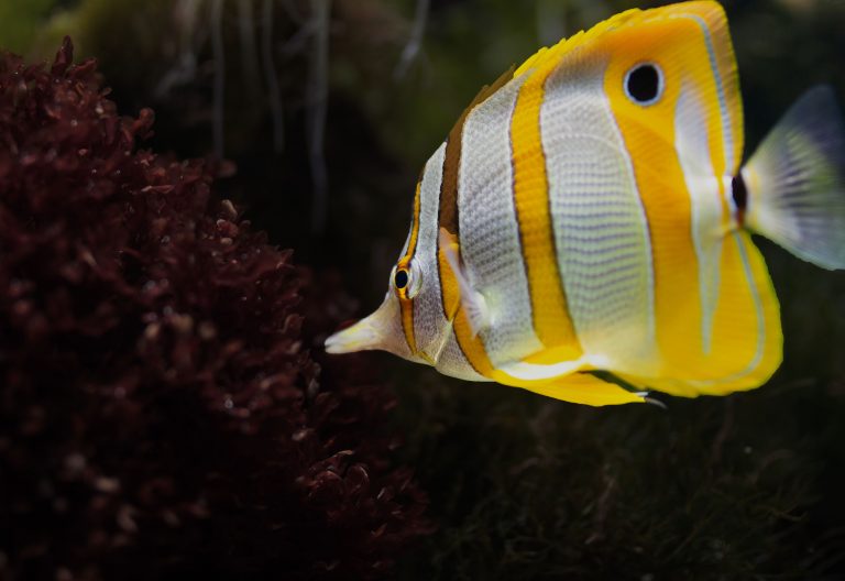 zebrasoma