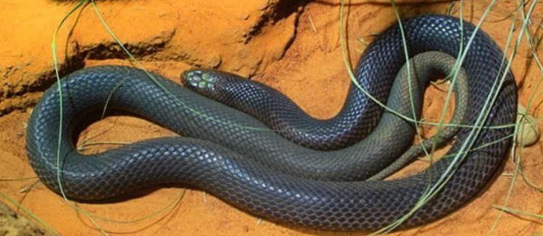 Most Deadliest Australian Snakes