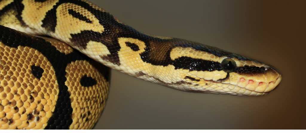 Most Deadliest Australian Snakes