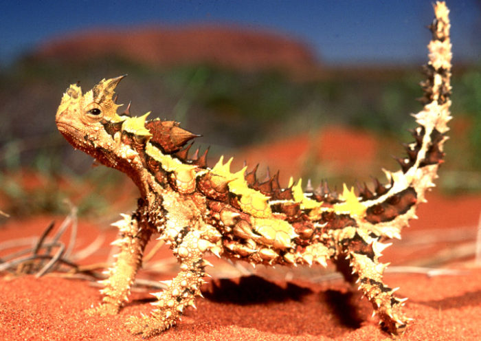 Thorny Devil