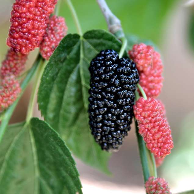 mulberry