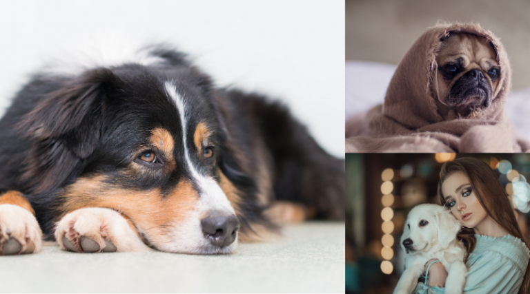 Prevention and Detection of Dog Ear Infections
