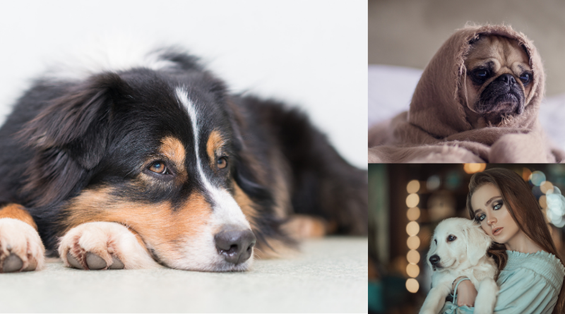 Prevention and Detection of Dog Ear Infections