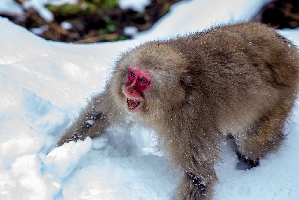 Snow Monkeys In Nagano, Japan