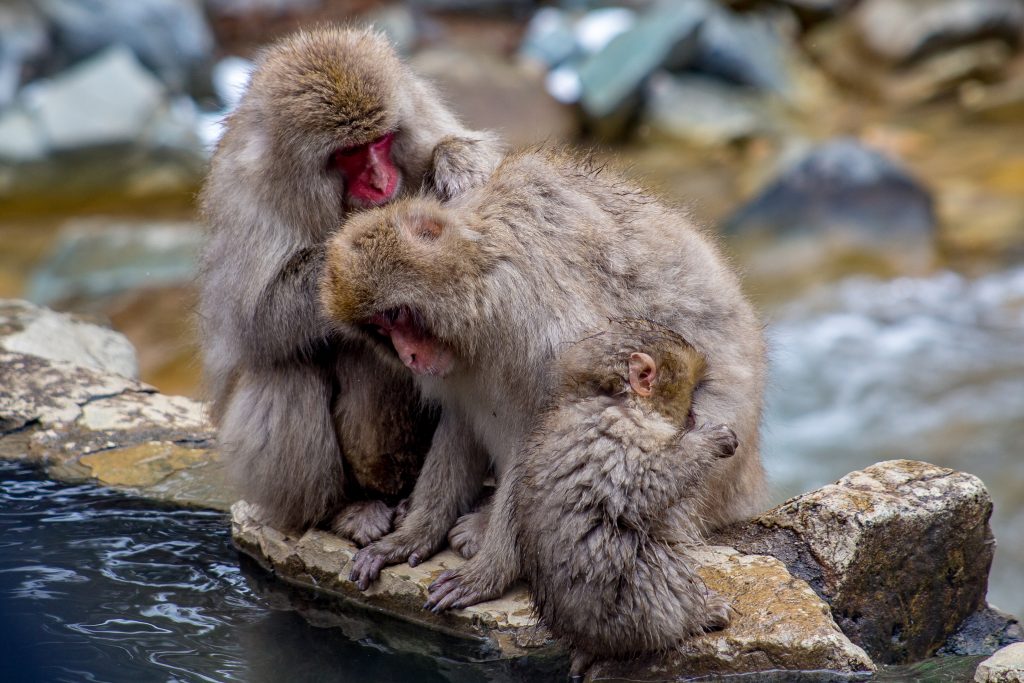 Snow Monkeys In Nagano, Japan