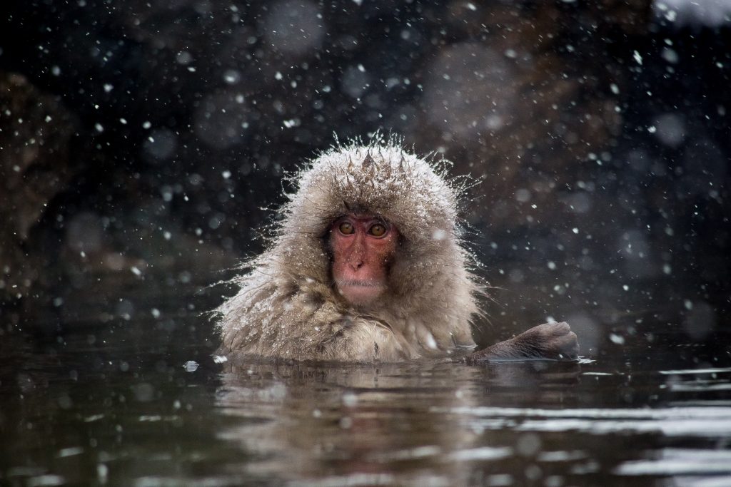 Snow Monkeys In Nagano, Japan